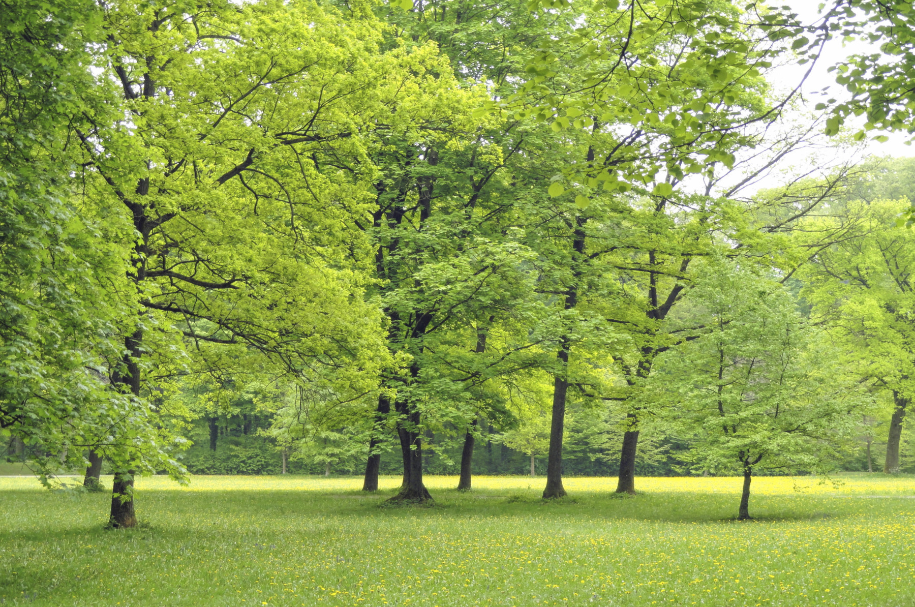 Wehringhauser Stadtwald in Hagen